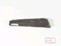 藏品(掌骨一段)的圖片